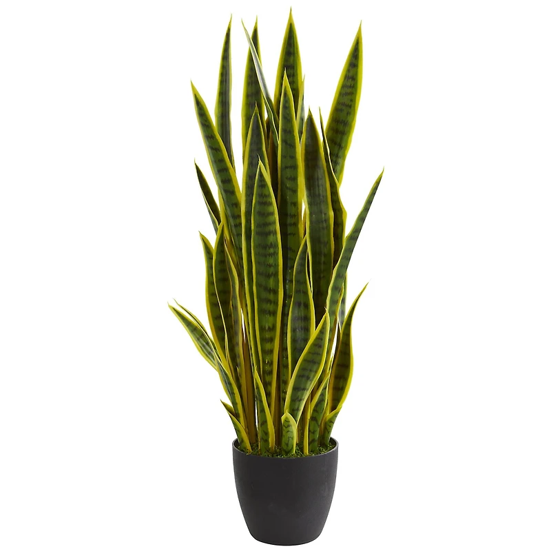 3ft. Potted Green & Yellow Snake Plant