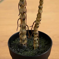 2ft. Potted Dracaena Marginata Plant