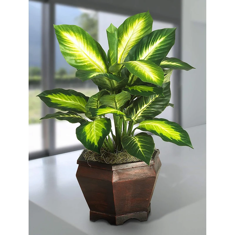 20.5" Golden Dieffenbachia Tree In Wood Vase