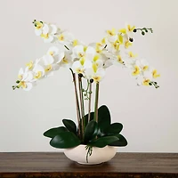 23" Orchid Arrangement in White Ceramic Planter