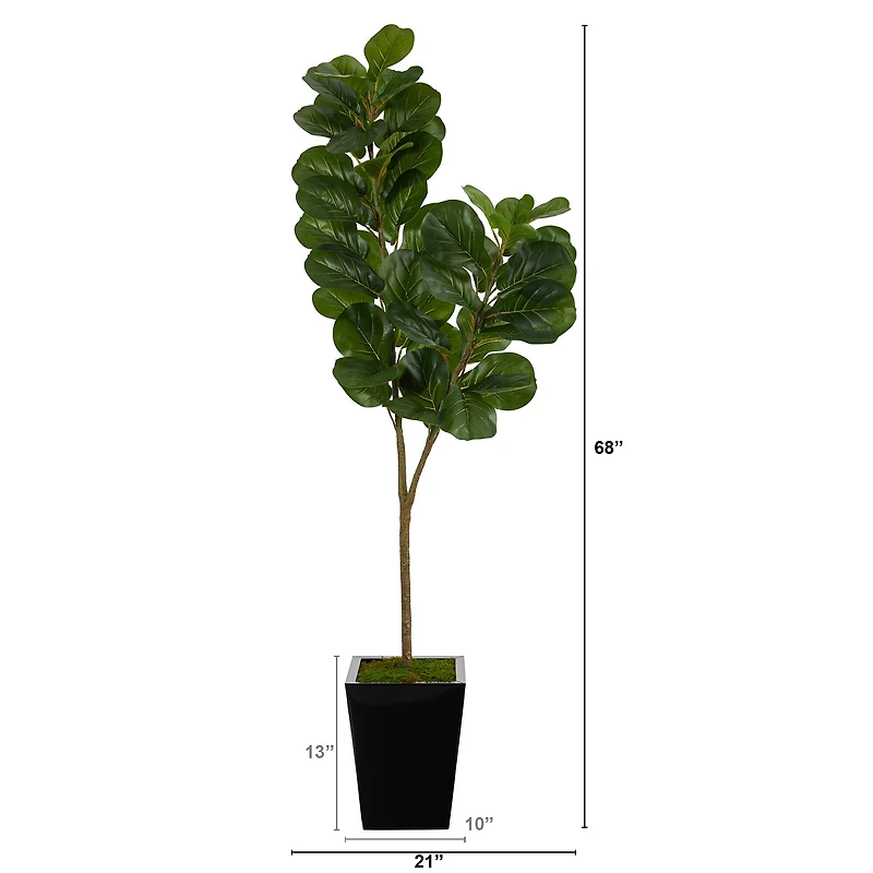 5.5ft. Fiddle Leaf Fig Tree in Black Metal Planter