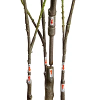 5ft. Artificial Heart Shaped Ficus Leaf Tree