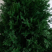 2.5ft. UV Resistant Cedar Plant Set with Integrated Ground Stake