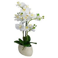 22" White Orchid Plant in White Oval Pot