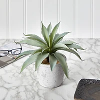 9" Potted Aloe Succulent Plant