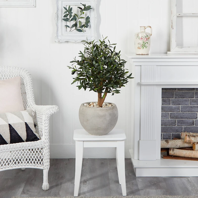 2.5ft. Olive Tree in Bowl Planter