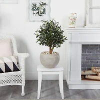 2.5ft. Olive Tree in Bowl Planter