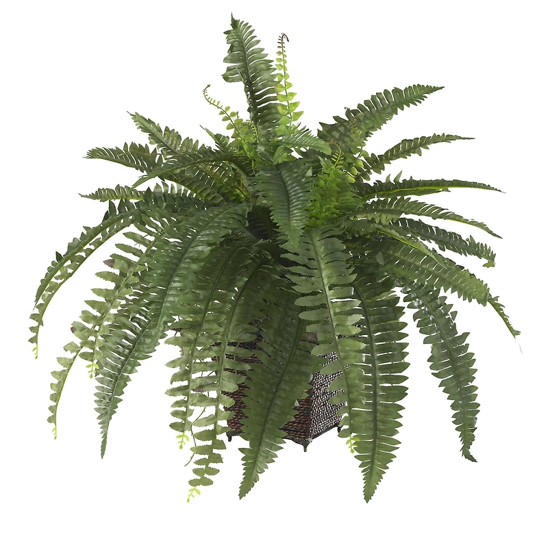 23" Boston Fern with Wicker Basket Planter