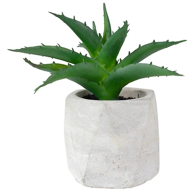 6" Green Aloe Succulent in Cement Pot