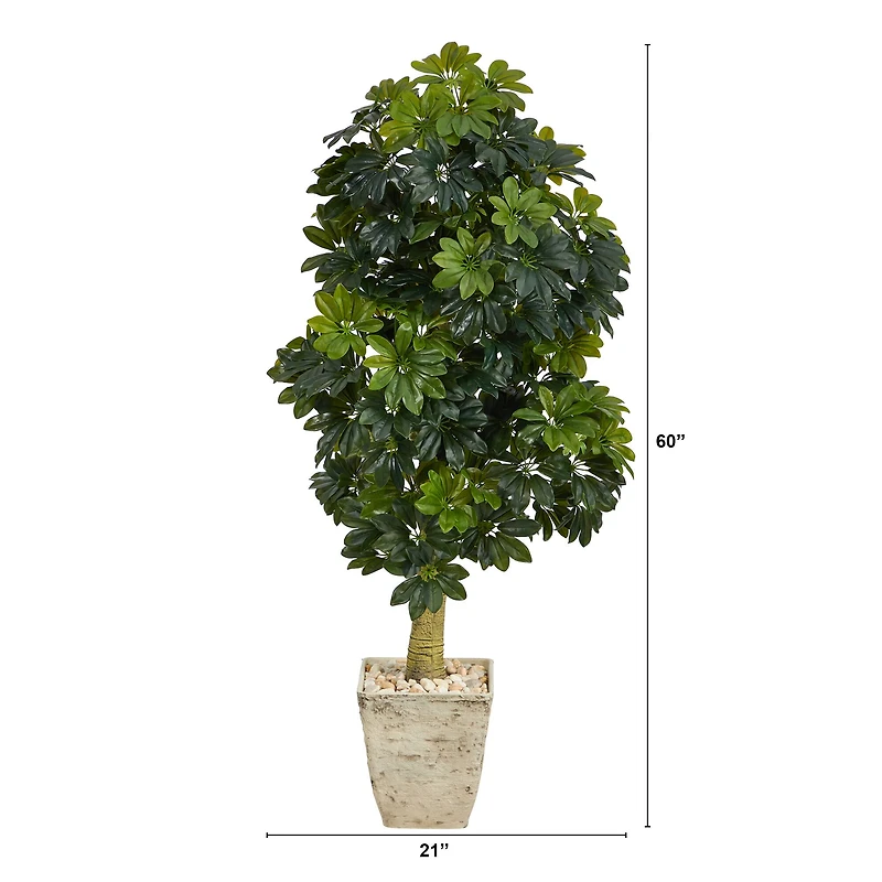 5ft. Umbrella Tree in Country White Planter