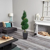 5.5ft. Cypress Spiral Tree in Black Wash Planter
