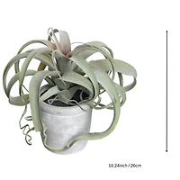 10.25" Potted Curly Air Plant by Ashland®
