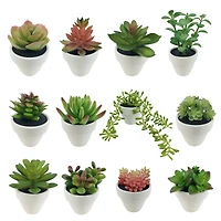 Assorted Micro Potted Succulent, 1pc. by Ashland®