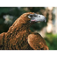 Simply Dotz® Intermediate Majesty Diamond Painting Kit