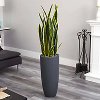 4.5ft. Sansevieria Plant in Gray Planter