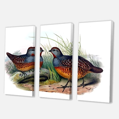 Designart - Vintage Birds In The Wild VII