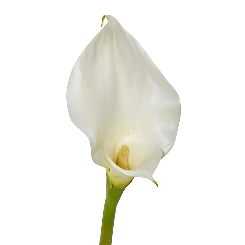 White Calla Lily Flower Stems, 4ct.