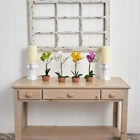 13" Orchid with Clay Vase, 4ct.