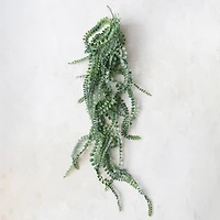 Hello Honey® Hello Honey Green String of Pearls Plant