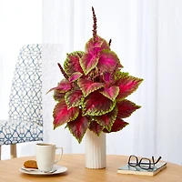 2ft. Coleus Plant in White Planter