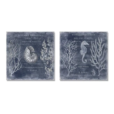 Stupell Industries Vintage European Shells and Seahorse Design,17" x 17"