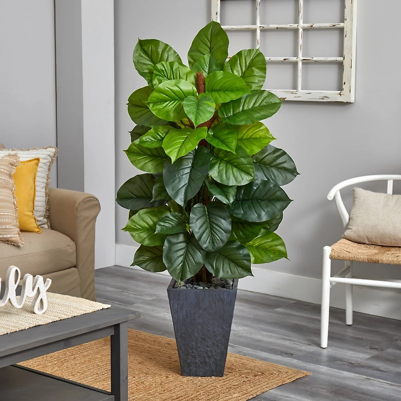 5ft. Large Leaf Philodendron Plant in Slate Planter