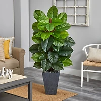 5ft. Large Leaf Philodendron Plant in Slate Planter