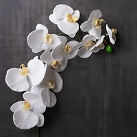 12 Pack: White Orchid Stem by Ashland®