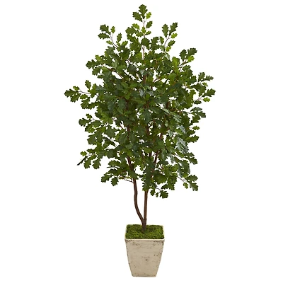 4ft. Oak Tree in Country White Planter