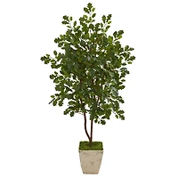 4ft. Oak Tree in Country White Planter