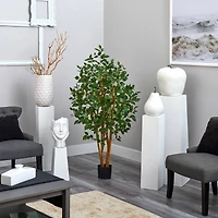 5ft. Potted Ficus Tree