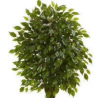 5ft. Potted Woven Trunk Ficus Tree