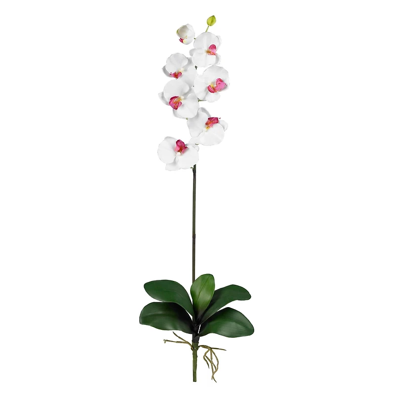 White Moth Orchid Stem, 6ct.