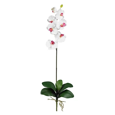 White Moth Orchid Stem, 6ct.