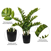 2ft. Potted Green Zamifolia Bush