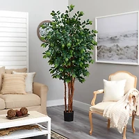 7ft. Potted Sakaki Silk Tree