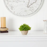 5'' Boxwood Artificial Plant in Decorative Planter