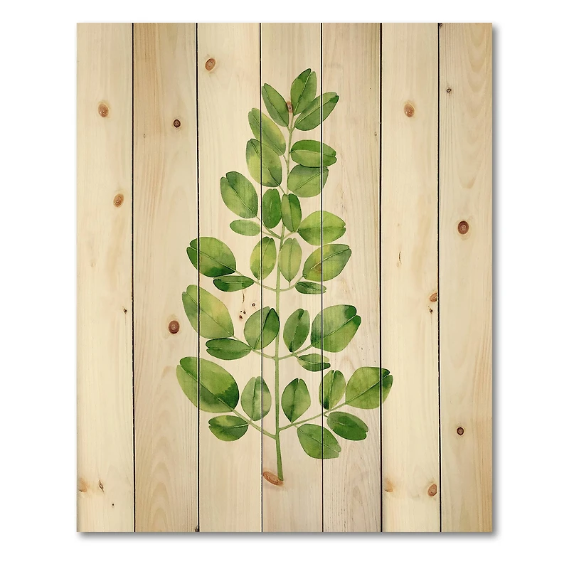 Designart - Moringa Branch Tropical Tree Foliage