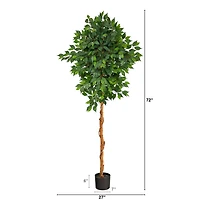 6ft. Potted Ficus Tree