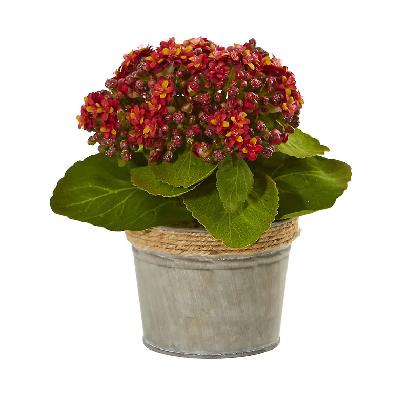 9" Kalanchoe Arrangement in Decorative Pot, 3ct.