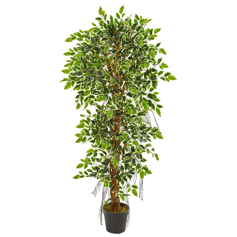5ft. Potted Elegant Ficus Tree