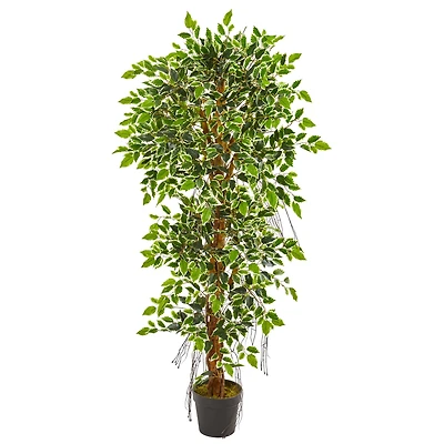 5ft. Potted Elegant Ficus Tree