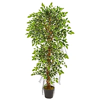 5ft. Potted Elegant Ficus Tree