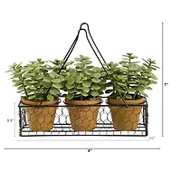 7" Potted Jade Garden Plants in Hanging Wire Planter