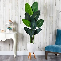 6ft. Travelers Palm Tree in White Planter with Stand