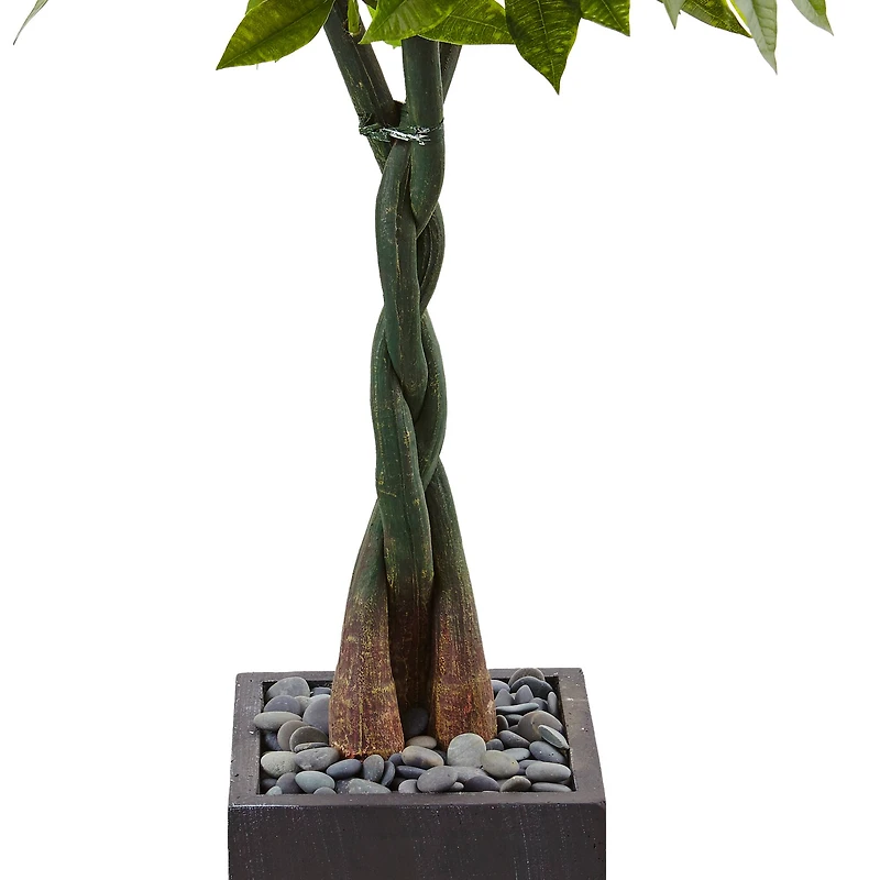 5ft. Money Tree in Black Square Planter