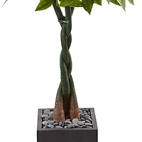 5ft. Money Tree in Black Square Planter