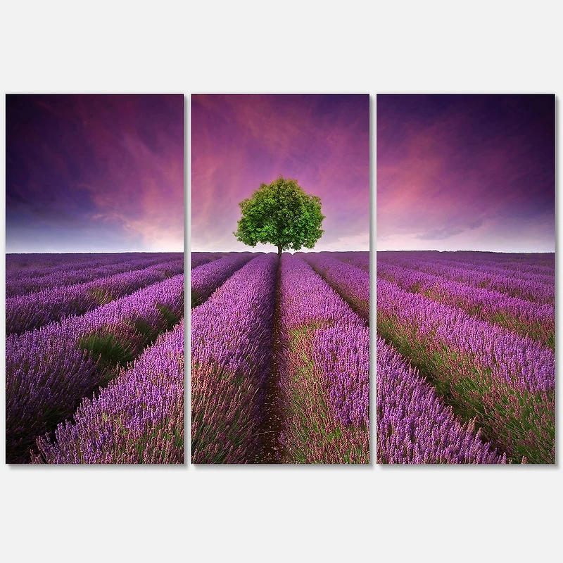 Designart - Stunning Lavender Field Summer Sunset With Tree