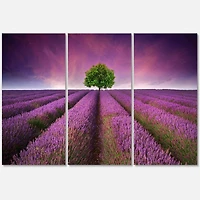 Designart - Stunning Lavender Field Summer Sunset With Tree