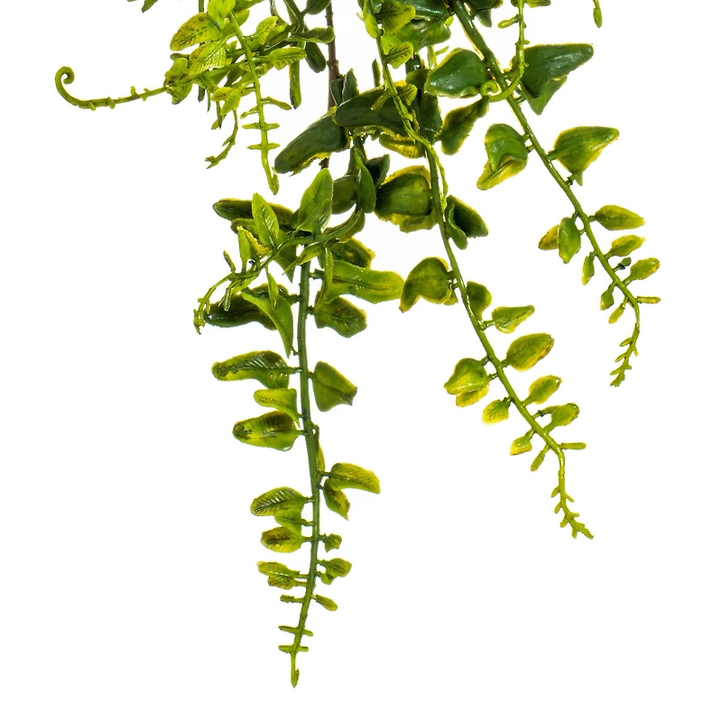 2.5ft. Green Buckler Fern Vine
